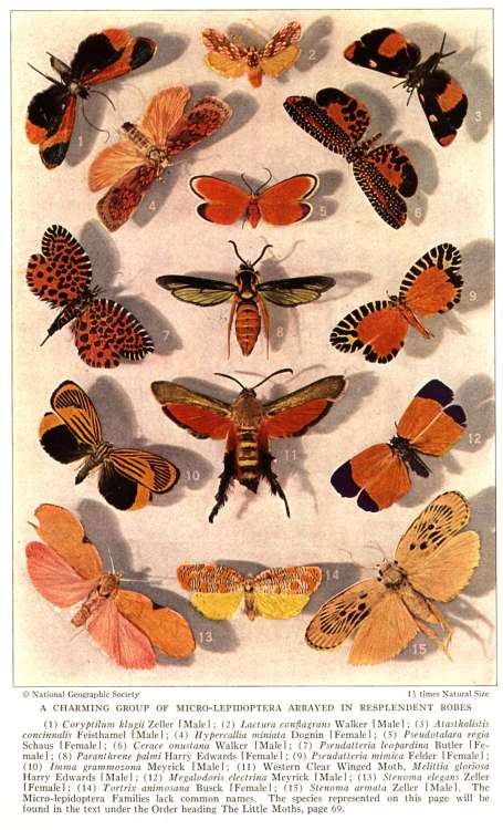 Moths2