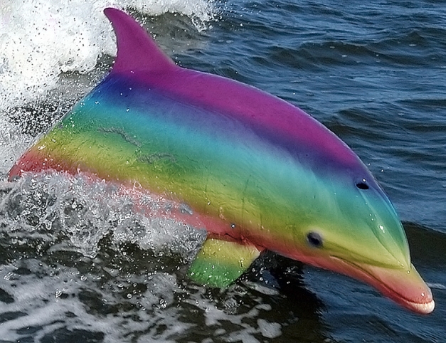 RainbownoseDolphin